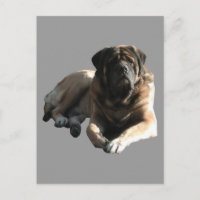 English Mastiff große Dogge 