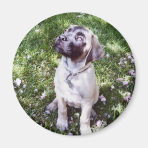 English Mastiff Magnets Magnet