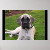 English Mastiff Welppy