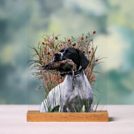 English Pointer  Acrylschild