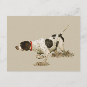 English Pointer Postkarte
