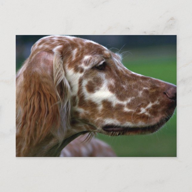 English Setter Postkarte (Vorderseite)