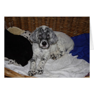 English Setter Puppy