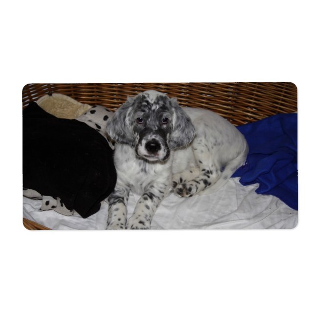 English Setter Puppy (Vorne)