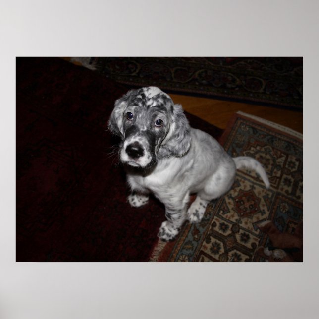 English Setter Puppy Poster (Vorne)