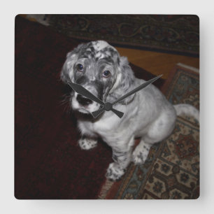 English Setter Puppy Quadratische Wanduhr
