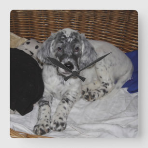 English Setter Puppy Quadratische Wanduhr