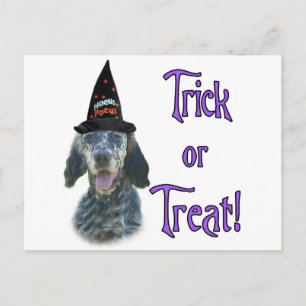 English Setter Trick Postkarte