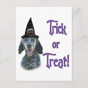 English Setter Trick Postkarte