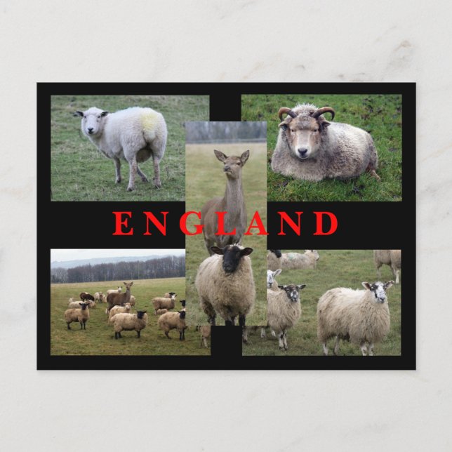 English Sheep Scenes Postkarte (Vorderseite)