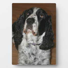 English Spring Spanel Pet Foto Fotoplatte