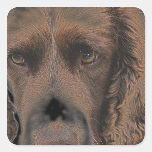 English Springer Hunde Quadratischer Aufkleber (Vorderseite)