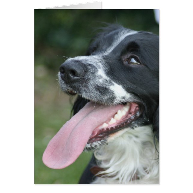 English Springer Spanel (Vorne)