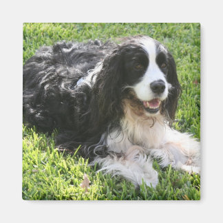 English Springer Spanel Magnet