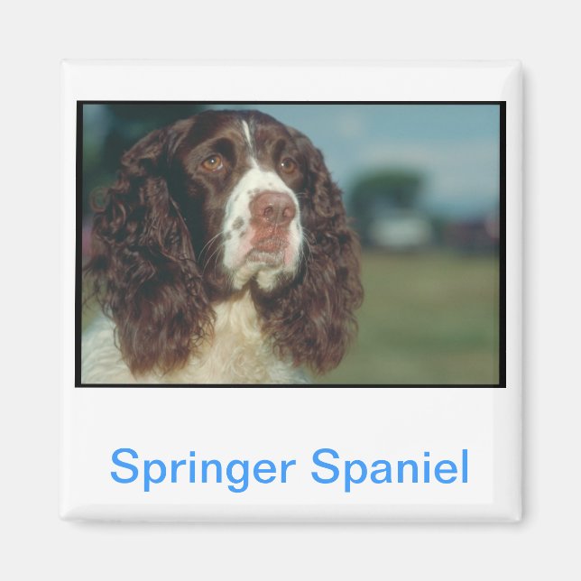 English Springer Spanel Magnet (Vorne)