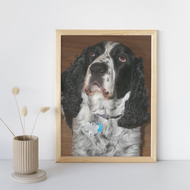 English Springer Spanel Pet Dog Fotodruck (In Situ Framed)