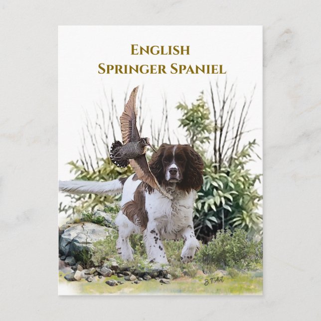English Springer Spanel Postkarte (Vorderseite)