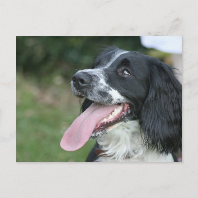 English Springer Spanel Postkarte (Vorderseite)