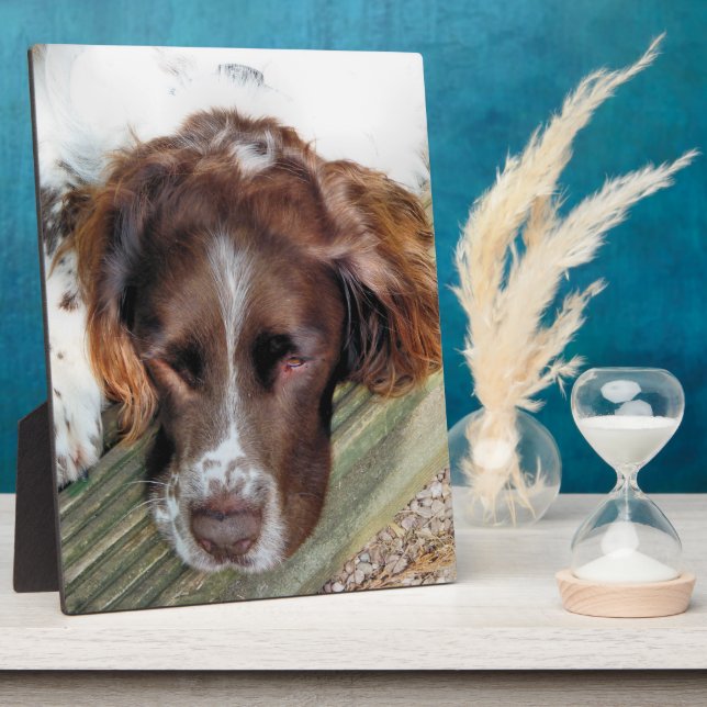 ENGLISH SPRINGER SPANIEL FOTOPLATTE (Seite)