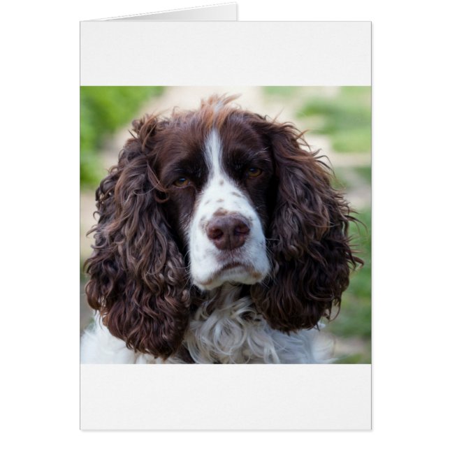 english springer spaniel.png (Vorne)