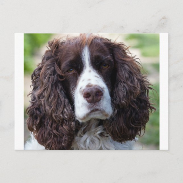 english springer spaniel.png postkarte (Vorderseite)