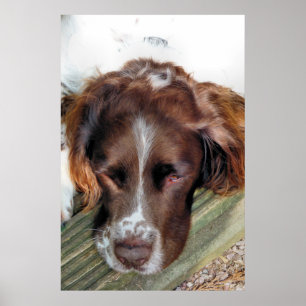 ENGLISH SPRINGER SPANIEL POSTER