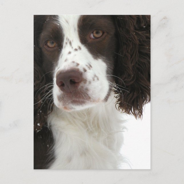 English Springer Spanisch - Field Bred Postkarte (Vorderseite)