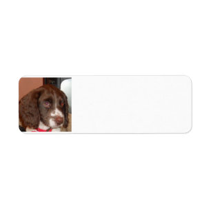 English_Springer_Spanisch lw Welpe