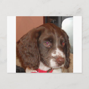 English_Springer_Spanisch lw Welpe Postkarte