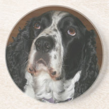 English Springer Spanisch Pet Foto Sandstone