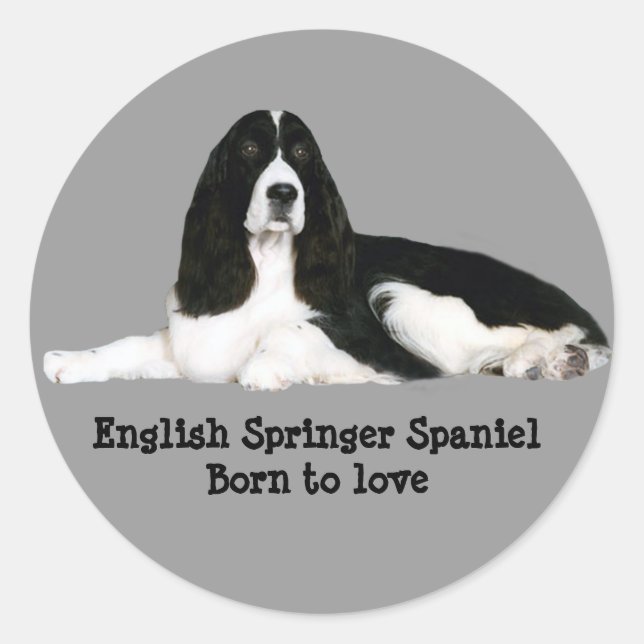 English Springer Spanisch Sticker (Vorderseite)