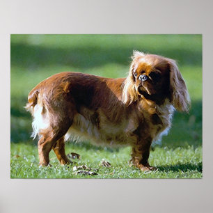 English Toy Spaniel Dog Poster Print