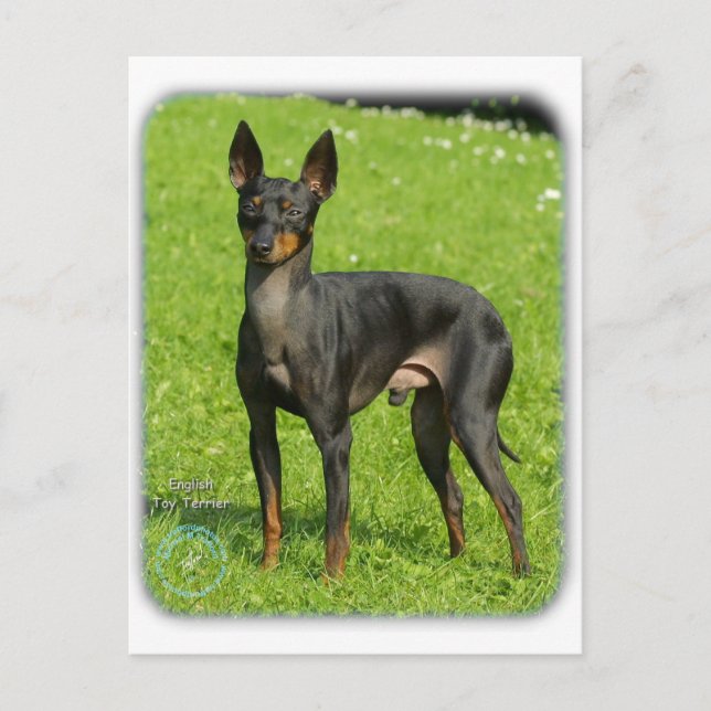 English Toy Terrier 9R78D-77 Postkarte (Vorderseite)