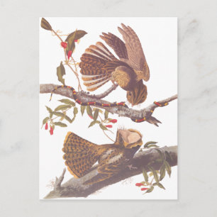 Engoulevent de Chuck Will's Veuve Carte Postale