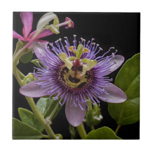 Enigmatic Beauty: Die Lila Passion-Blume Fliese