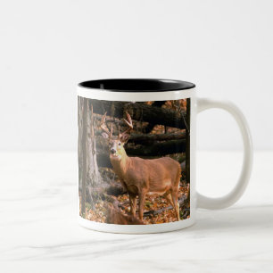 ENORMER DOLLAR! TASSE