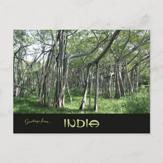 Enormous Banyan Tree Chennai Tamil Nadu Indien Postkarte (Vorderseite)