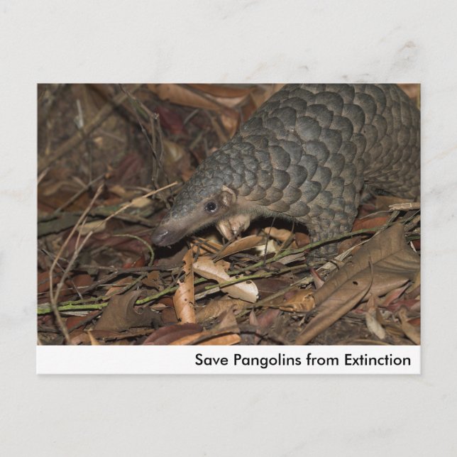 Enregistrer les pangolins de la carte postale d'ex (Devant)