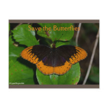 Enregistrer les papillons Arkansas 2 carte postale