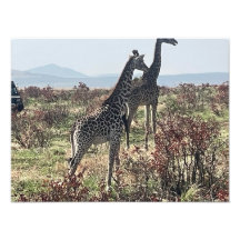 Ensemble à travers la savane – Photo de deux giraf