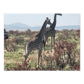 Ensemble à travers la savane – Photo de deux giraf