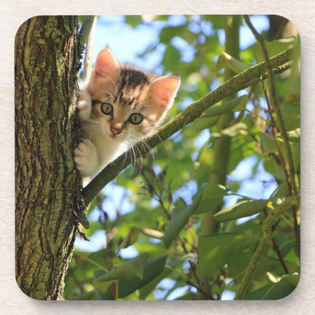 Ensemble de Dessous de verre Kitten In Tree (Devant)