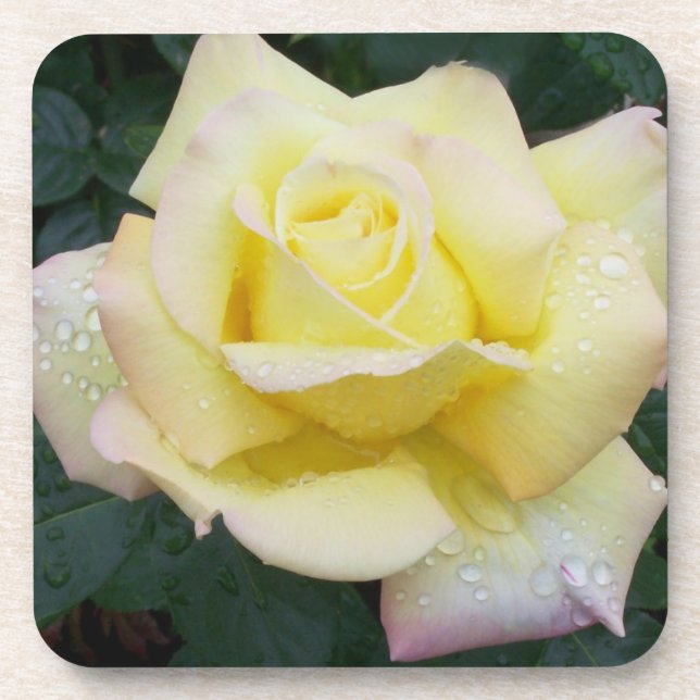 Ensemble de Dessous de verre Roses de paix (Devant)