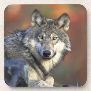 Ensemble de Dessous de verre Wolf
