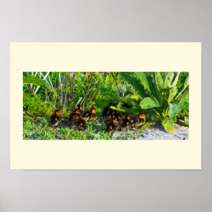 Entchen-Fotoplakat Poster
