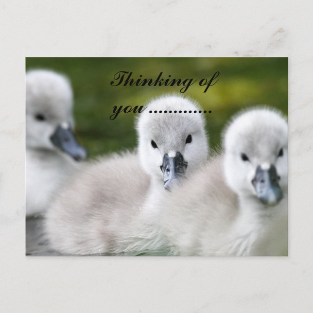 Entchen  postkarte (Vorderseite)