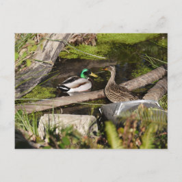 Entdeckungs-Park-Enten Postkarte