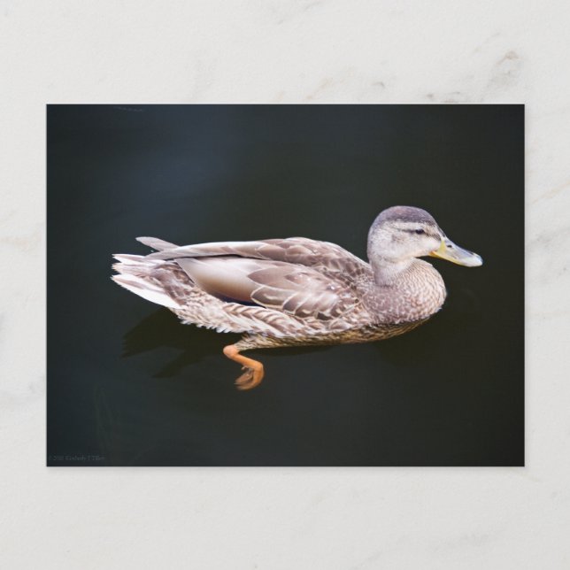 Ente 907b postkarte (Vorderseite)