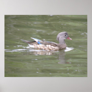 Ente am Lago Print Poster
