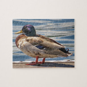 Ente am Meer